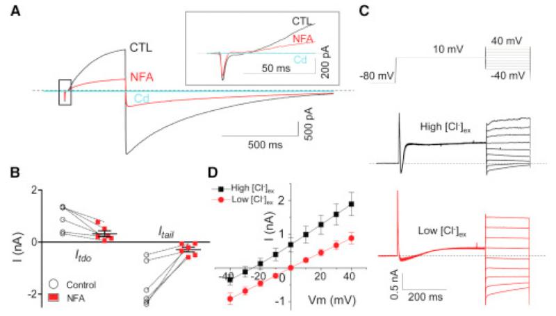 Depolarizing an IO neuron to +10 mV elicited a large Ca2+ sensitive, time-dependent, outward rectifying current (Itdo) with a slow decaying tail current (Itail) at the end of depolarization. 